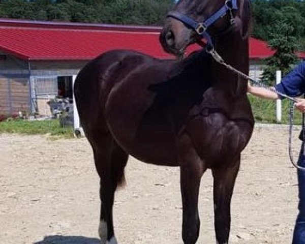 horse Topamino (Austrian Warmblood, 2018, from Top Gear)