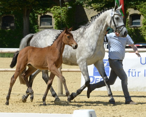 jumper Doro Pesch R (Westphalian, 2019, from Dembelé L)