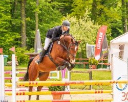 jumper Chilli Pepper Von Der Held (Westphalian, 2013, from Hh Copin van de Broy)
