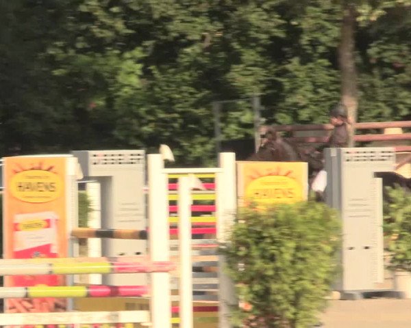 Reitturnier Appelhülsen 2016