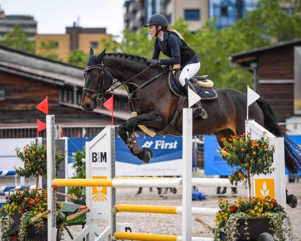 Springpferd My Lady B (Belgisches Warmblut, 2012, von Fidjy of Colors)