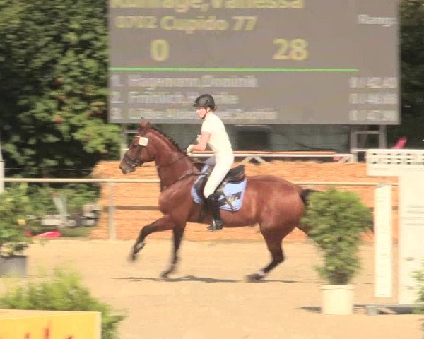Reitturnier Appelhülsen 2016