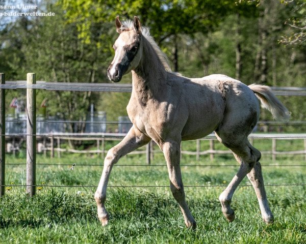 horse Sternenschweif TS (Westphalian, 2019, from Sir Heinrich OLD)