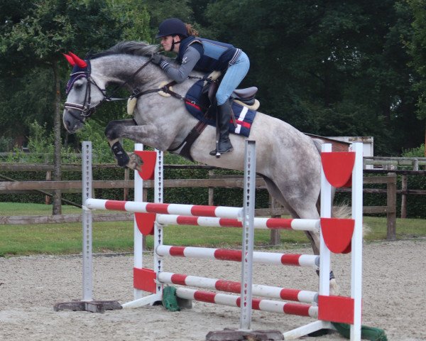 jumper Prinz Caspian (Oldenburg, 2013, from Prinz Pablo)
