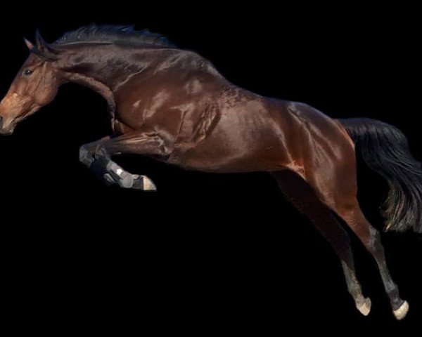 horse Salutaris Bella xx (Thoroughbred, 2013, from It's Gino xx)