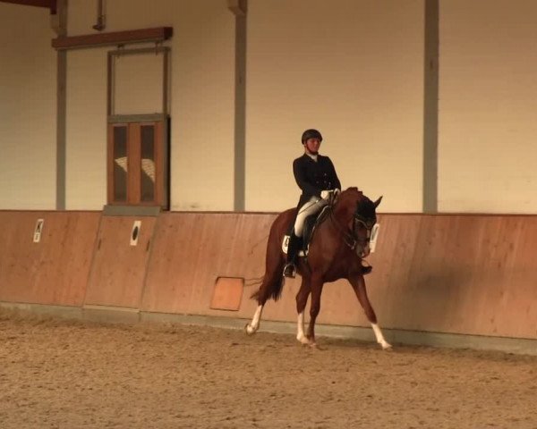 Reitturnier Gut Hohenkamp / Dorsten 2016