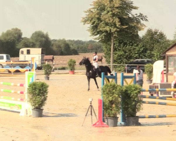 Reitturnier Appelhülsen 2016