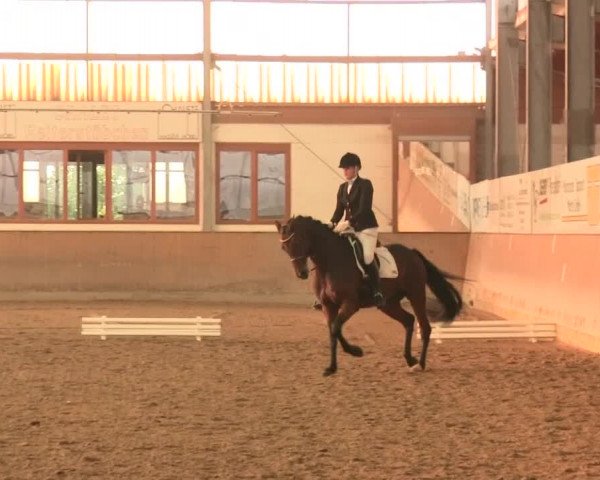 Reitturnier Appelhülsen 2016