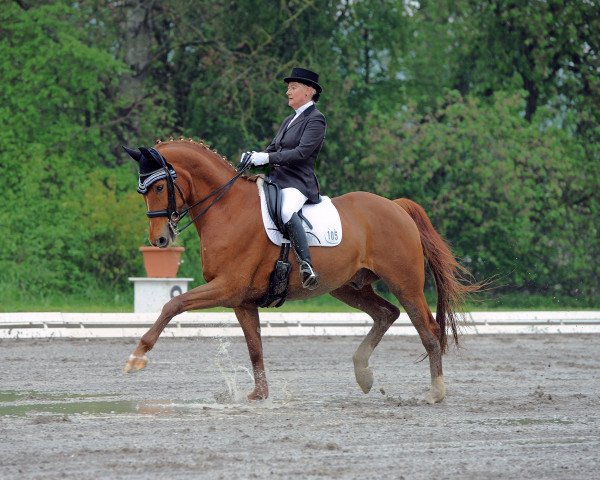 dressage horse Fabuletto (Westphalian, 2005, from Fürst Piccolo)