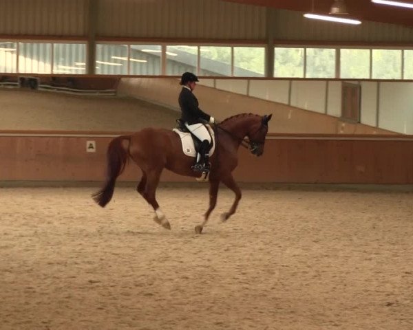 Reitturnier Gut Hohenkamp / Dorsten 2016