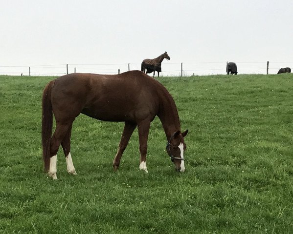 horse Sunshine Dream (Oldenburg, 2007, from Samba Hit III)