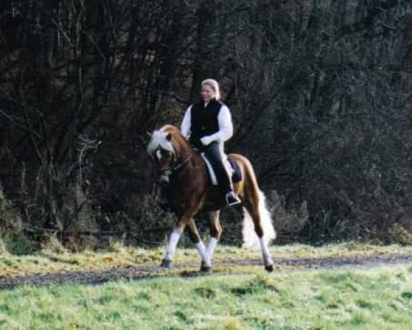 stallion Anduc (Haflinger, 1993, from 1338 Afghan II)