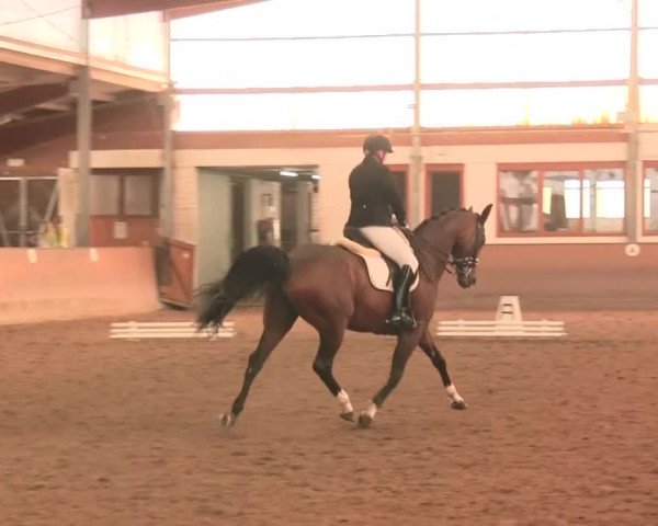 Reitturnier Appelhülsen 2016