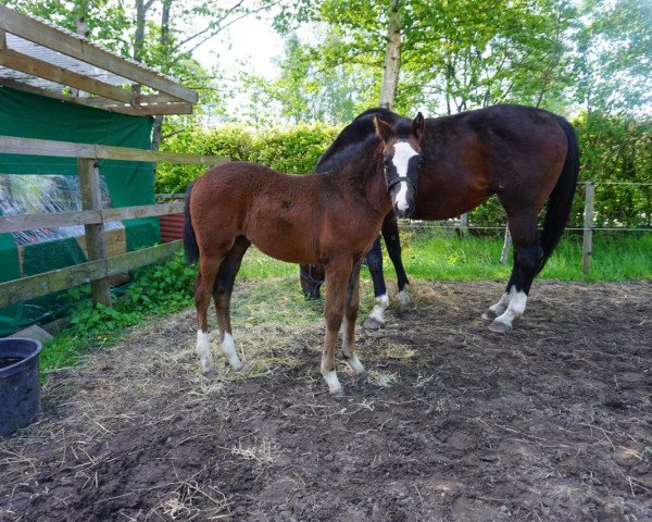 horse Socke (German Warmblood, 2019, from Stolzenberg)