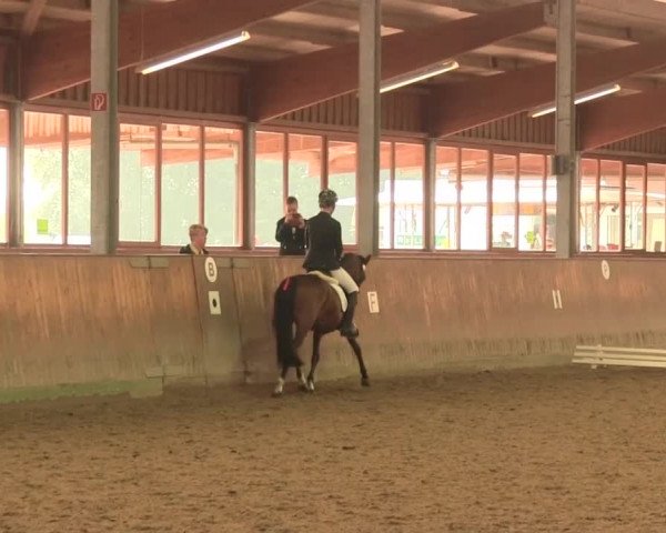 Reitturnier Appelhülsen 2016