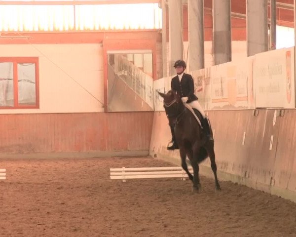 Reitturnier Appelhülsen 2016