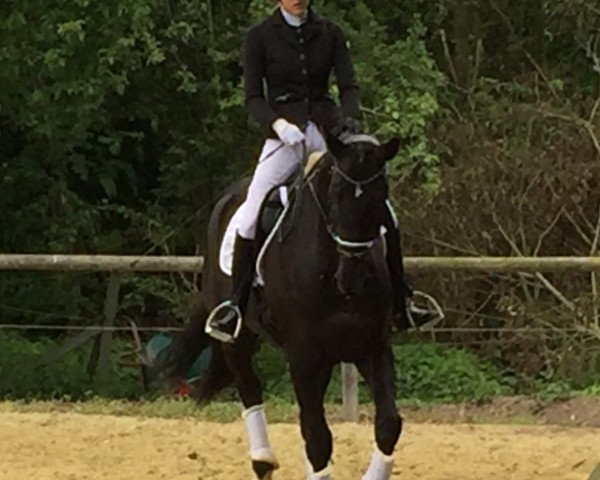 horse Lemony's Joker (Hanoverian, 2013, from Lemony's Nicket)