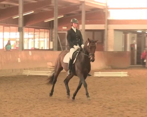 Reitturnier Appelhülsen 2016