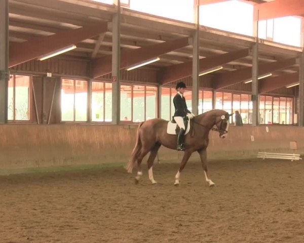 Reitturnier Appelhülsen 2016