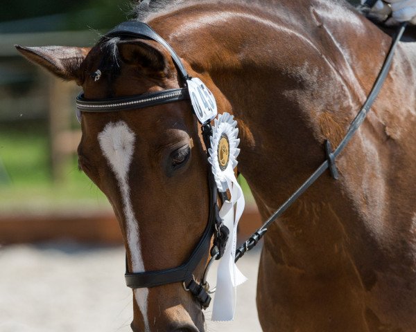 dressage horse Debbie 66 (Württemberger, 2011, from Domherr)