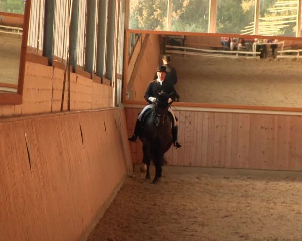 Reitturnier Gut Hohenkamp / Dorsten 2016