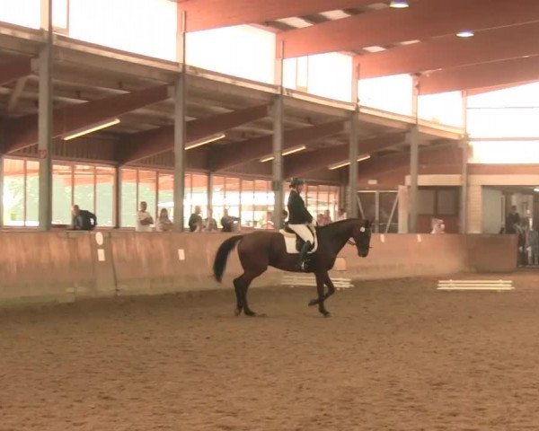 Reitturnier Appelhülsen 2016