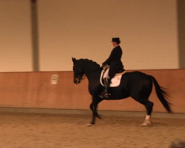 Reitturnier Gut Hohenkamp / Dorsten 2016