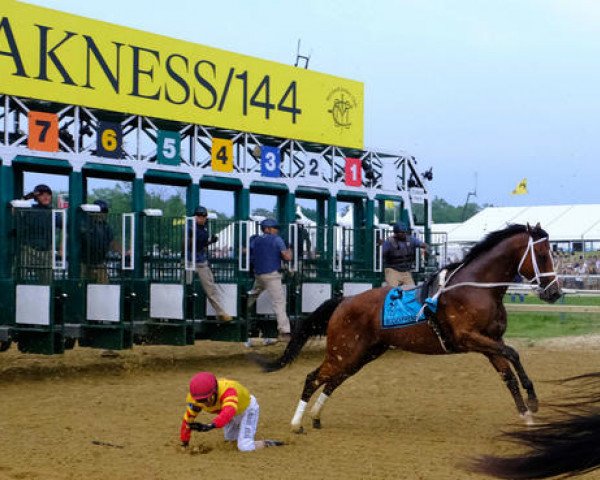 Deckhengst Bodexpress xx (Englisches Vollblut, 2016, von Bodemeister xx)