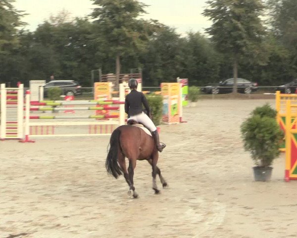 Reitturnier Appelhülsen 2016
