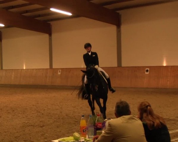 Reitturnier Gut Hohenkamp / Dorsten 2016