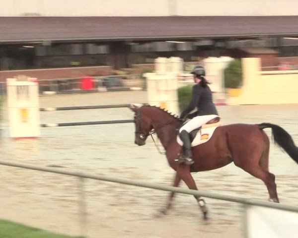 Reitturnier Appelhülsen 2016
