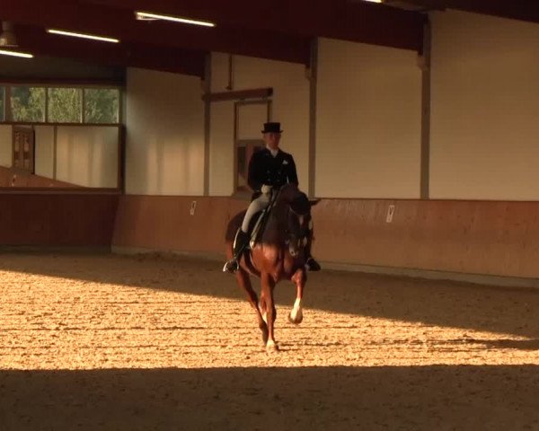 Reitturnier Gut Hohenkamp / Dorsten 2016