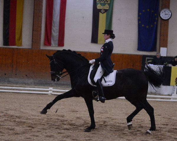 dressage horse San Ragazzo (Bavarian, 2008, from Swarovski)