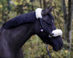 Zuchtstute Dream Girl 59 (Deutsches Reitpony, 2011, von Dornik B)