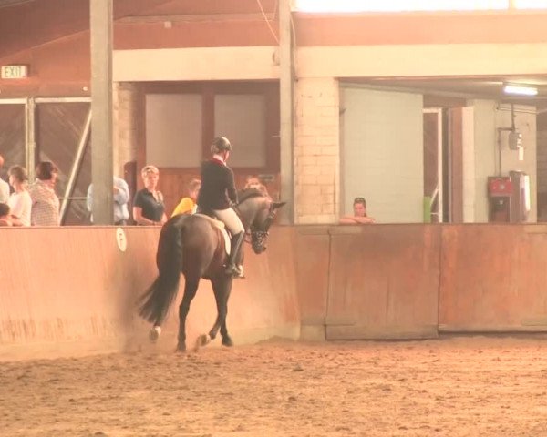 Reitturnier Appelhülsen 2016