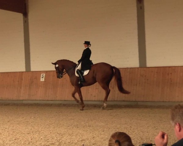 Reitturnier Gut Hohenkamp / Dorsten 2016