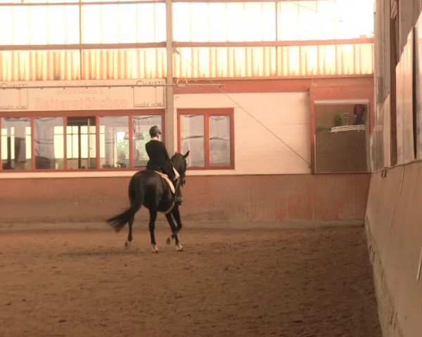Reitturnier Appelhülsen 2016