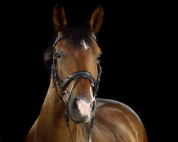 Dressurpferd Arabella (Deutsches Reitpferd, 2009, von Juventus)
