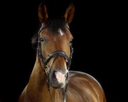 dressage horse Arabella (German Warmblood, 2009, from Juventus)