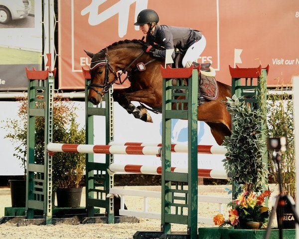 Zuchtstute Top Secret (Deutsches Reitpony, 2014, von Top Berlin)