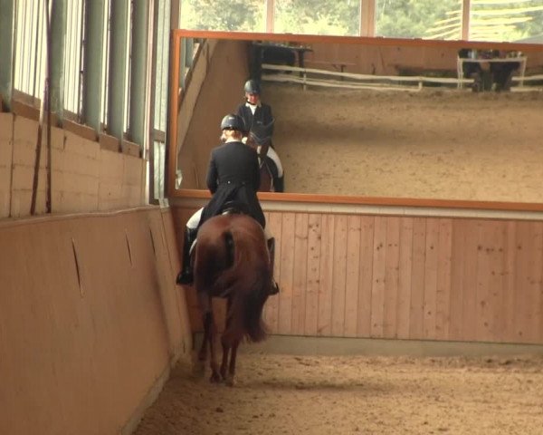 Reitturnier Gut Hohenkamp / Dorsten 2016