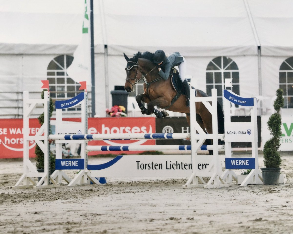 jumper Chloé B (Westphalian, 2012, from Chacco-Blue)