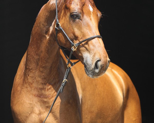 dressage horse Willy the kid H (Hanoverian, 2010, from Wolkenstein II)