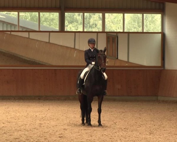 Reitturnier Gut Hohenkamp / Dorsten 2016