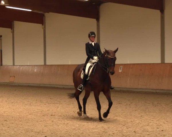 Reitturnier Gut Hohenkamp / Dorsten 2016