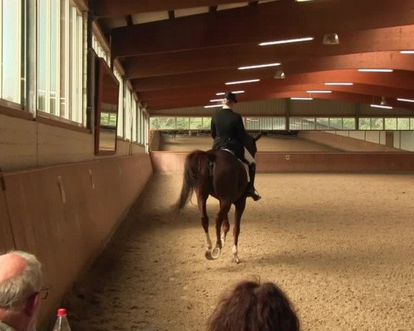 Reitturnier Gut Hohenkamp / Dorsten 2016