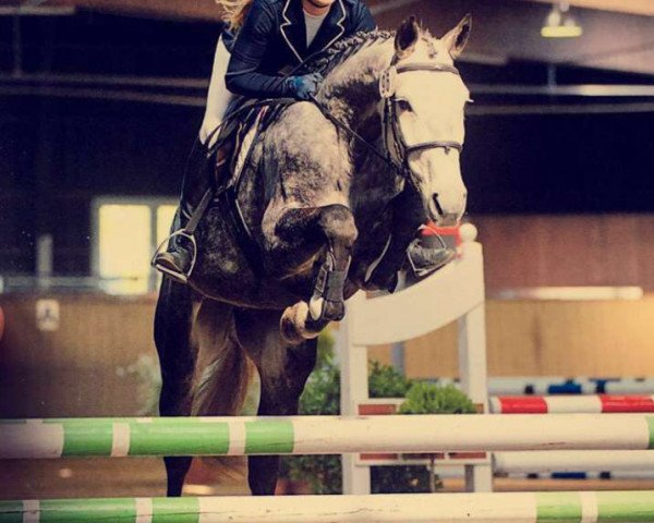 broodmare Chila (Holsteiner, 2010, from Clinton I)