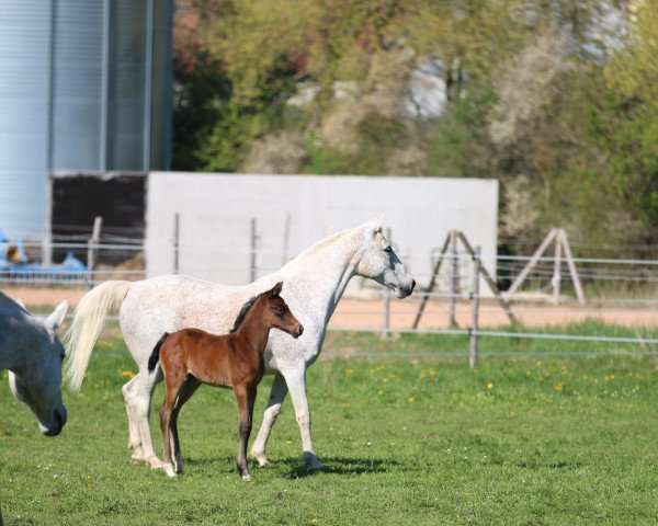 Zuchtstute Alice im Wunderland KK (Trakehner, 2019, von Summertime)