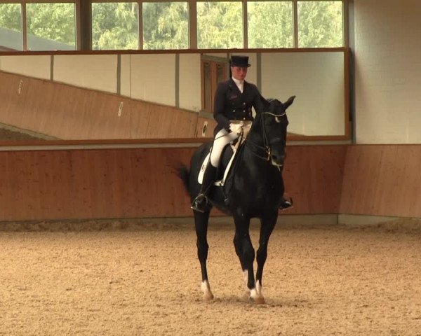 Reitturnier Gut Hohenkamp / Dorsten 2016