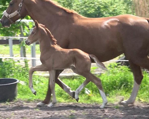 horse Amara W (Oldenburg, 2019, from Escamillo)